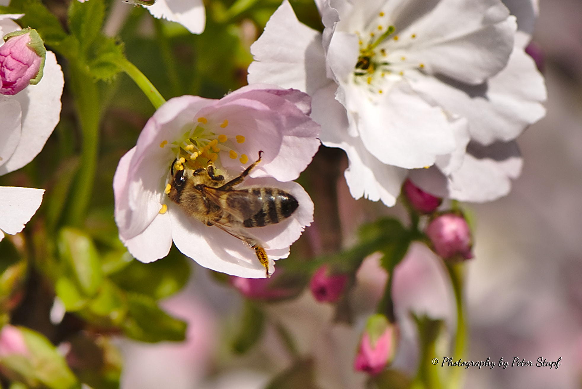 Nikon AF-S Micro-Nikkor 105mm F2.8G IF-ED VR sample photo. Kirschblüte photography