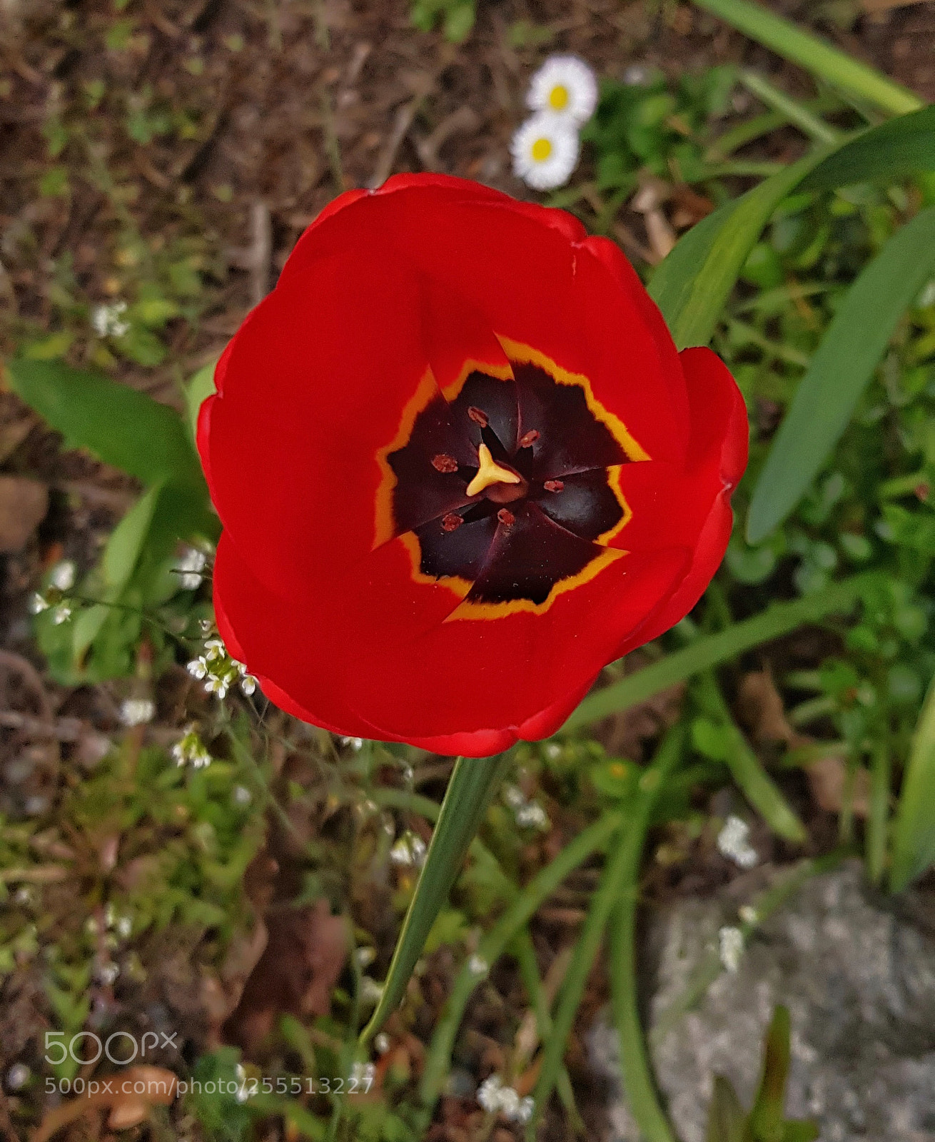 Samsung Galaxy S8 sample photo. Poppy photography