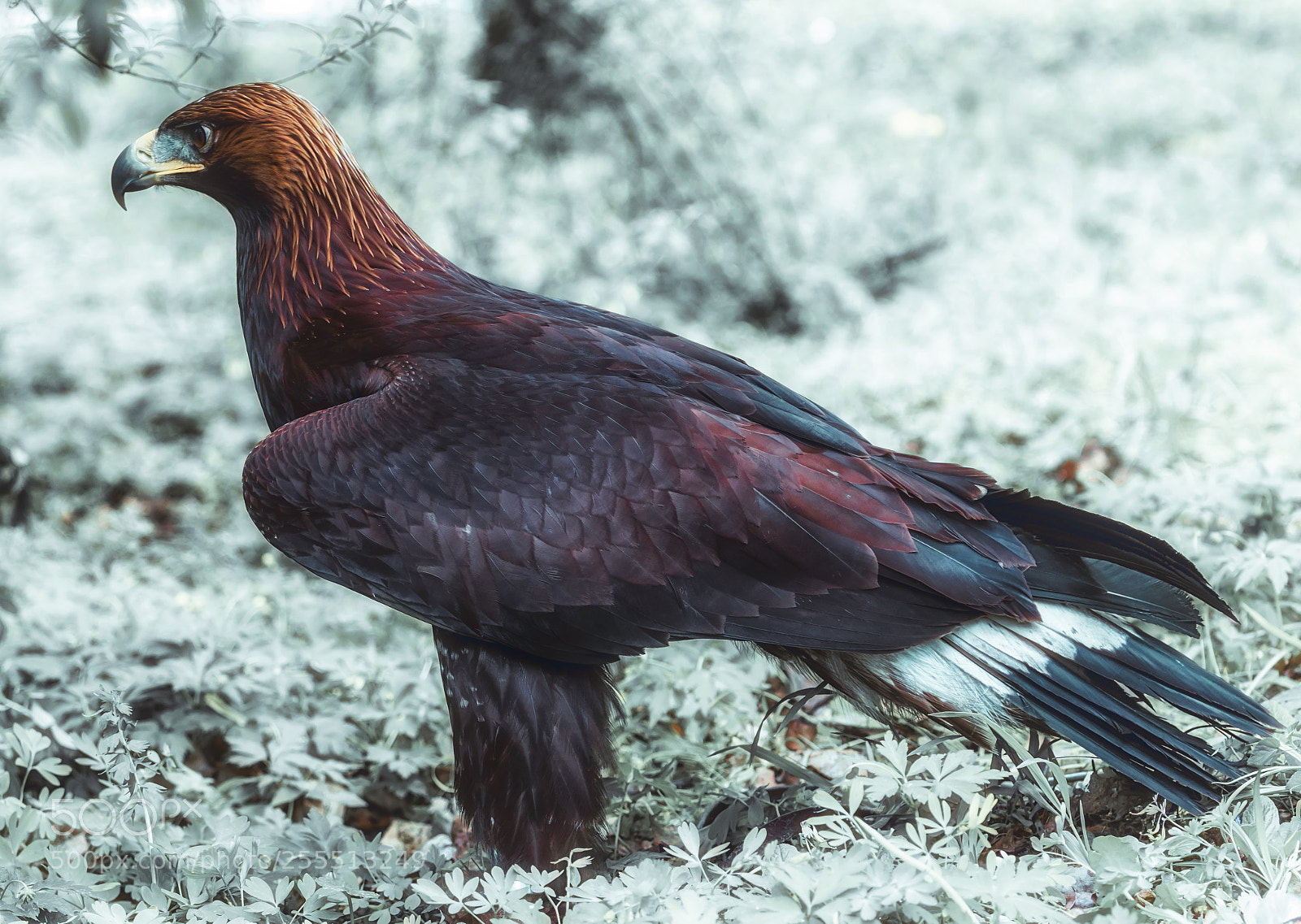 Canon EOS 80D sample photo. Golden eagle photography