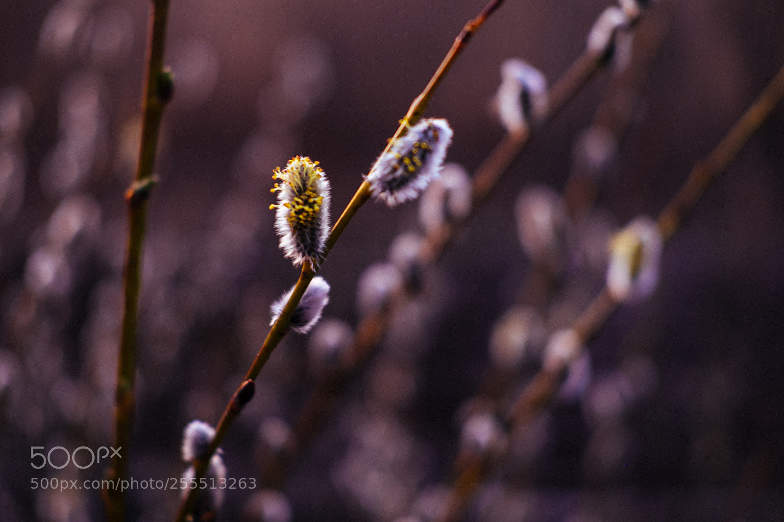 Fujifilm X-T1 sample photo. Spring photography