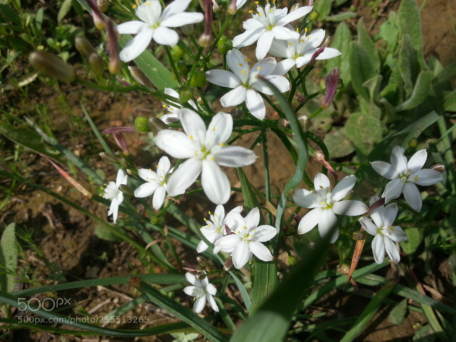 Samsung Galaxy S3 sample photo. Little whites photography