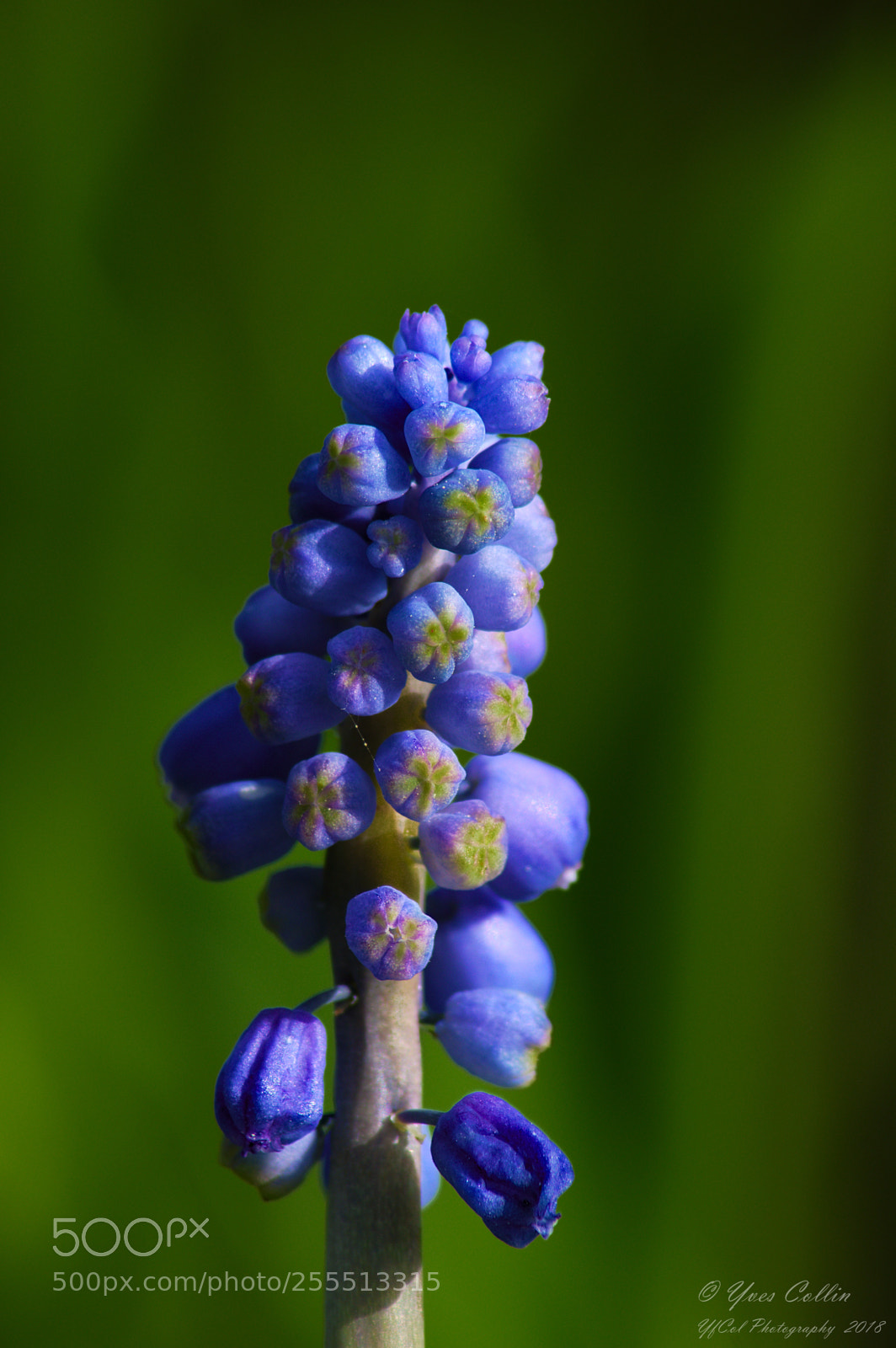 Pentax K-3 sample photo. 7441 photography