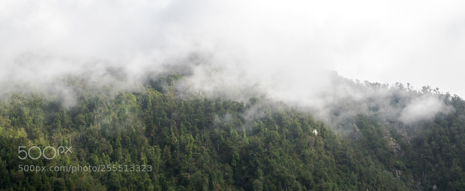 Nikon D3300 sample photo. Neblina y bosques photography