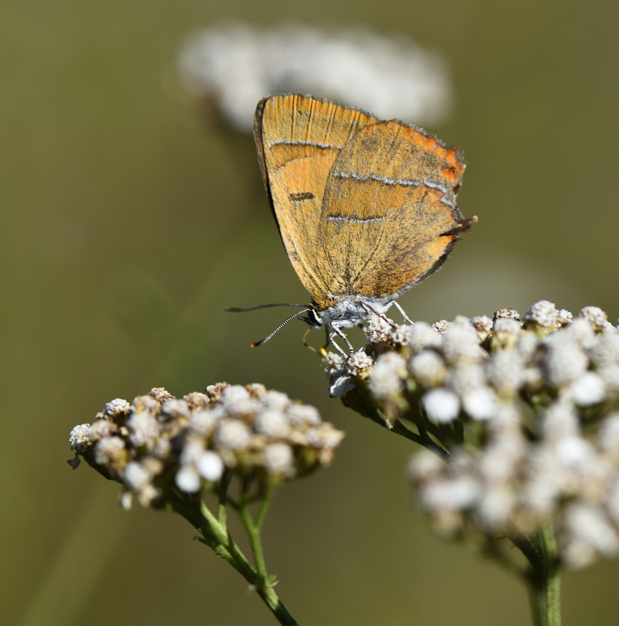 Nikon D810 + Nikon AF-S Micro-Nikkor 105mm F2.8G IF-ED VR sample photo. Thecla betulae. photography