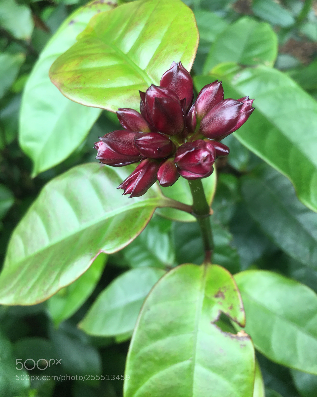 Apple iPhone SE sample photo. Untitled photography