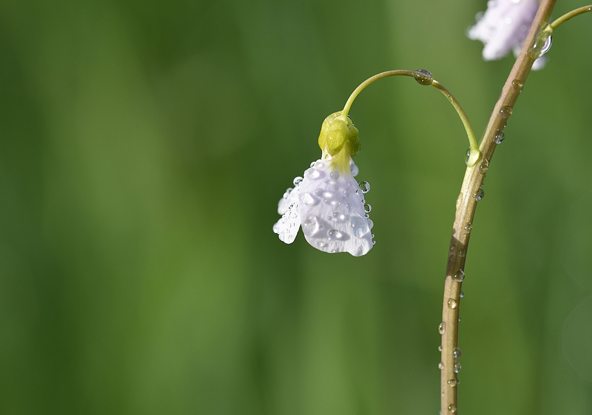 Sigma 105mm F2.8 EX DG OS HSM sample photo. Wiesenschaumkraut photography