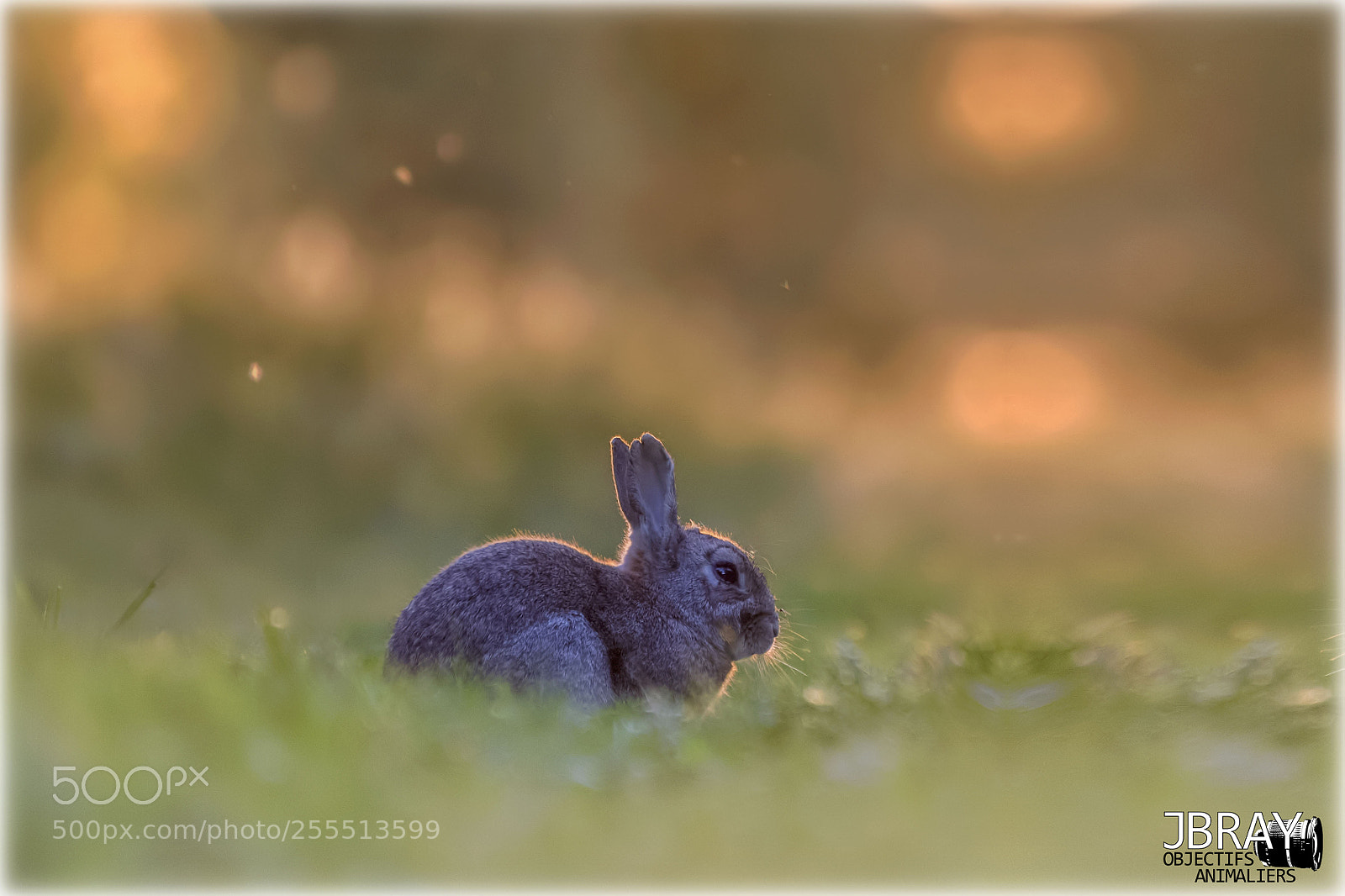 Nikon D7200 sample photo. Mister rabbit photography