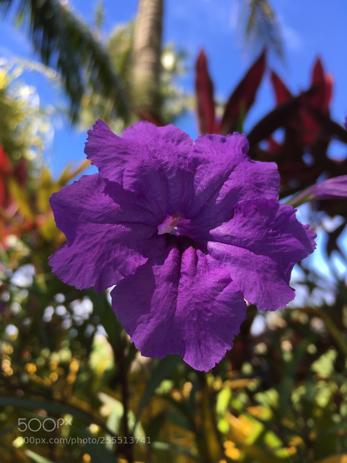 Apple iPhone SE sample photo. Untitled photography