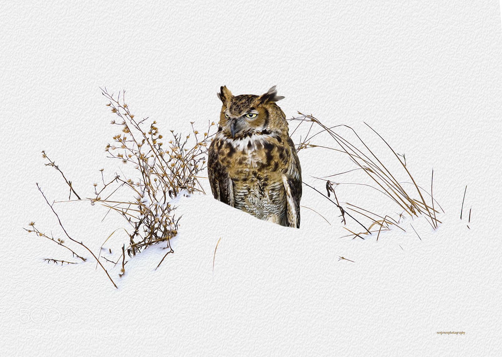 Canon EOS 40D sample photo. Winter owl photography