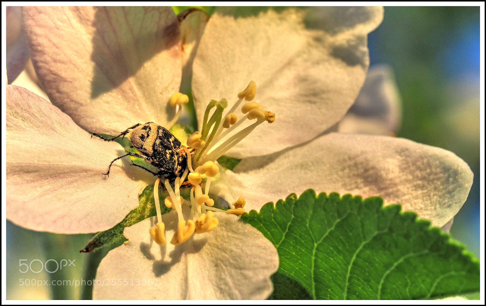 Olympus OM-D E-M1 Mark II sample photo. V e r s photography