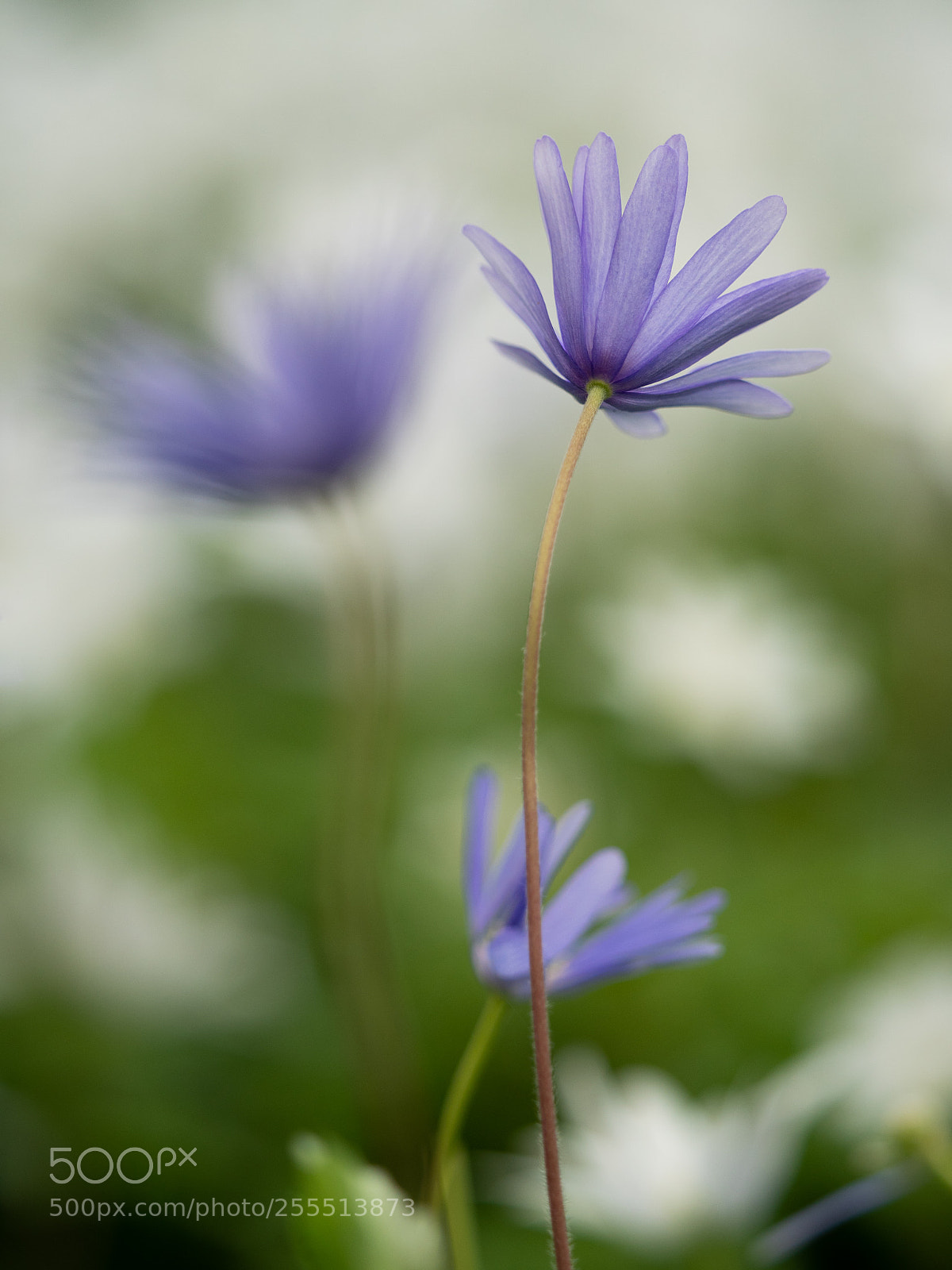 Panasonic Lumix DMC-GX8 sample photo. Three is the magic photography