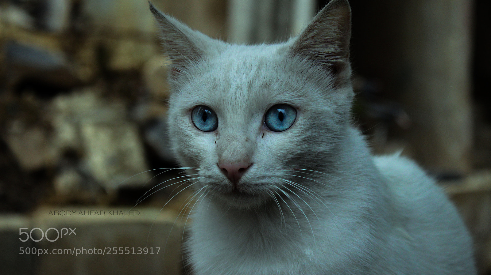 Canon EOS 700D (EOS Rebel T5i / EOS Kiss X7i) sample photo. Cat photography