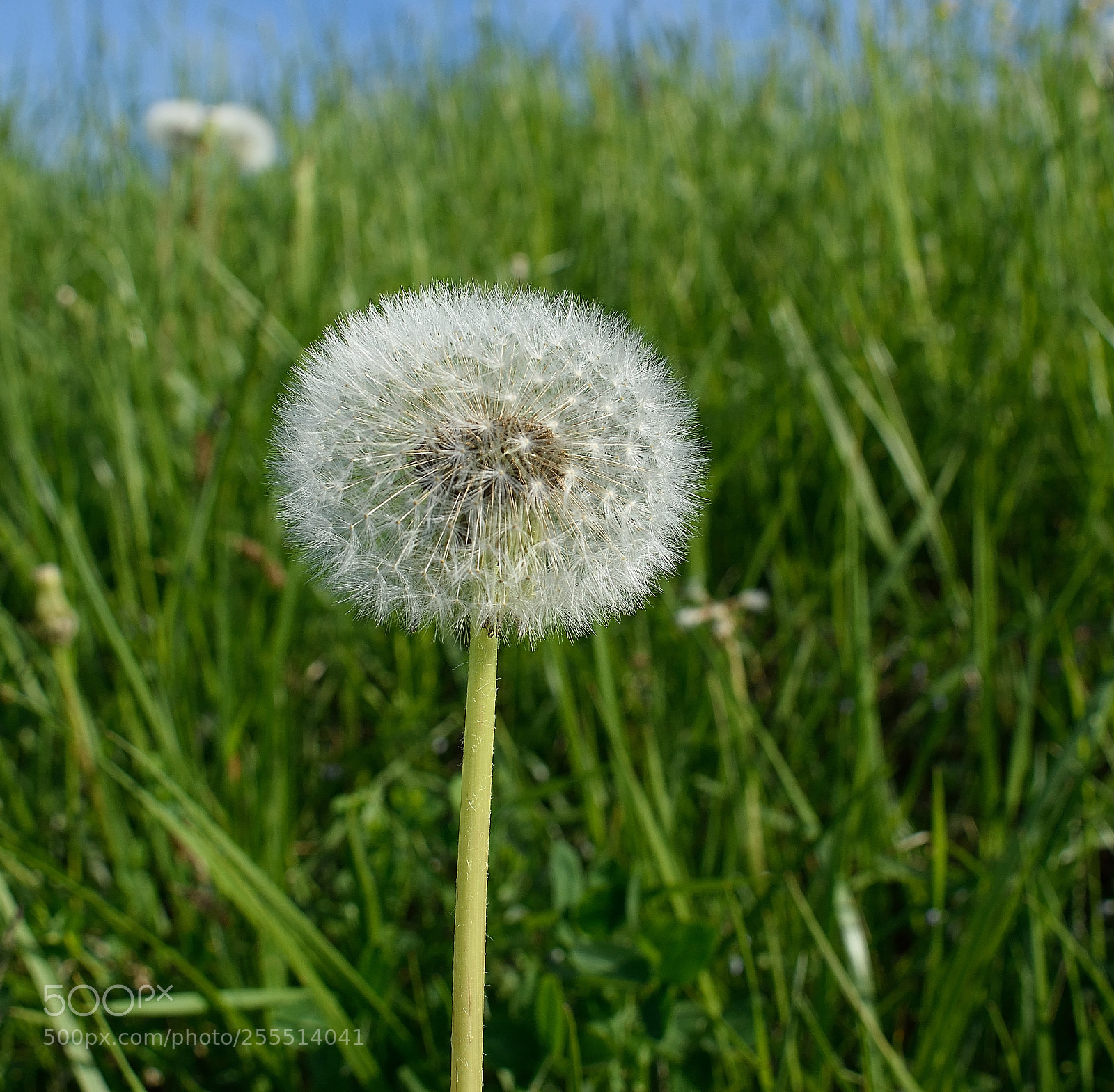 Nikon D3300 sample photo. Löwenzahn photography