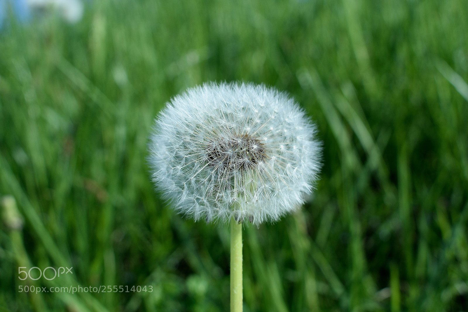 Nikon D3300 sample photo. Löwenzahn photography