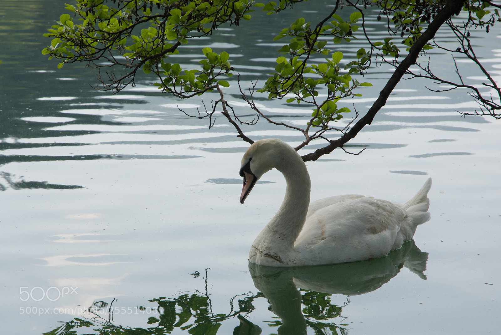 Nikon D7100 sample photo. Beauty and divine delicacy photography
