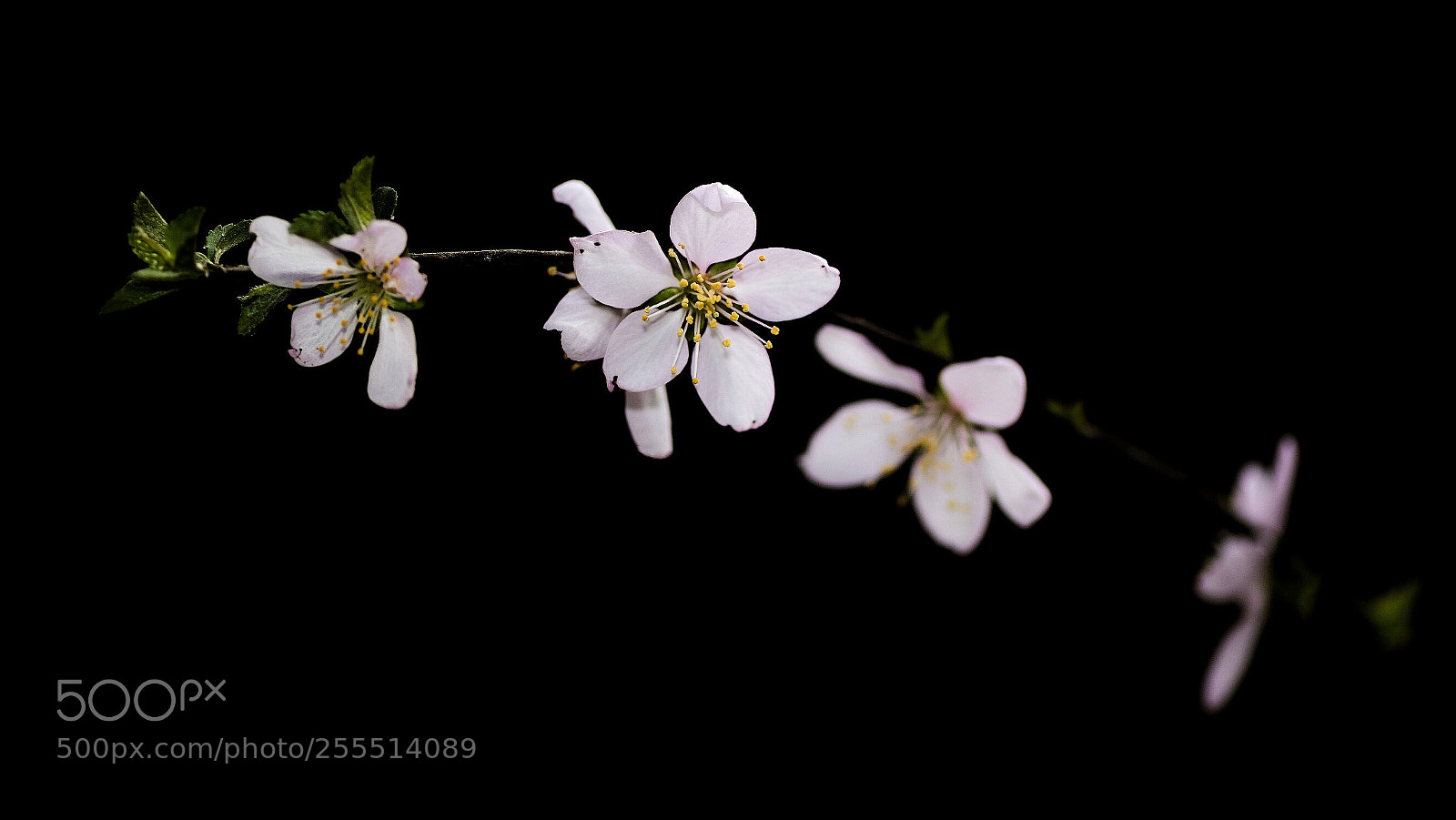 Nikon D500 sample photo. Pink flowers photography