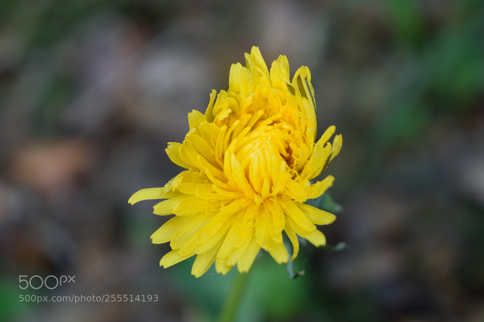 Nikon D3300 sample photo. Löwenzahn photography