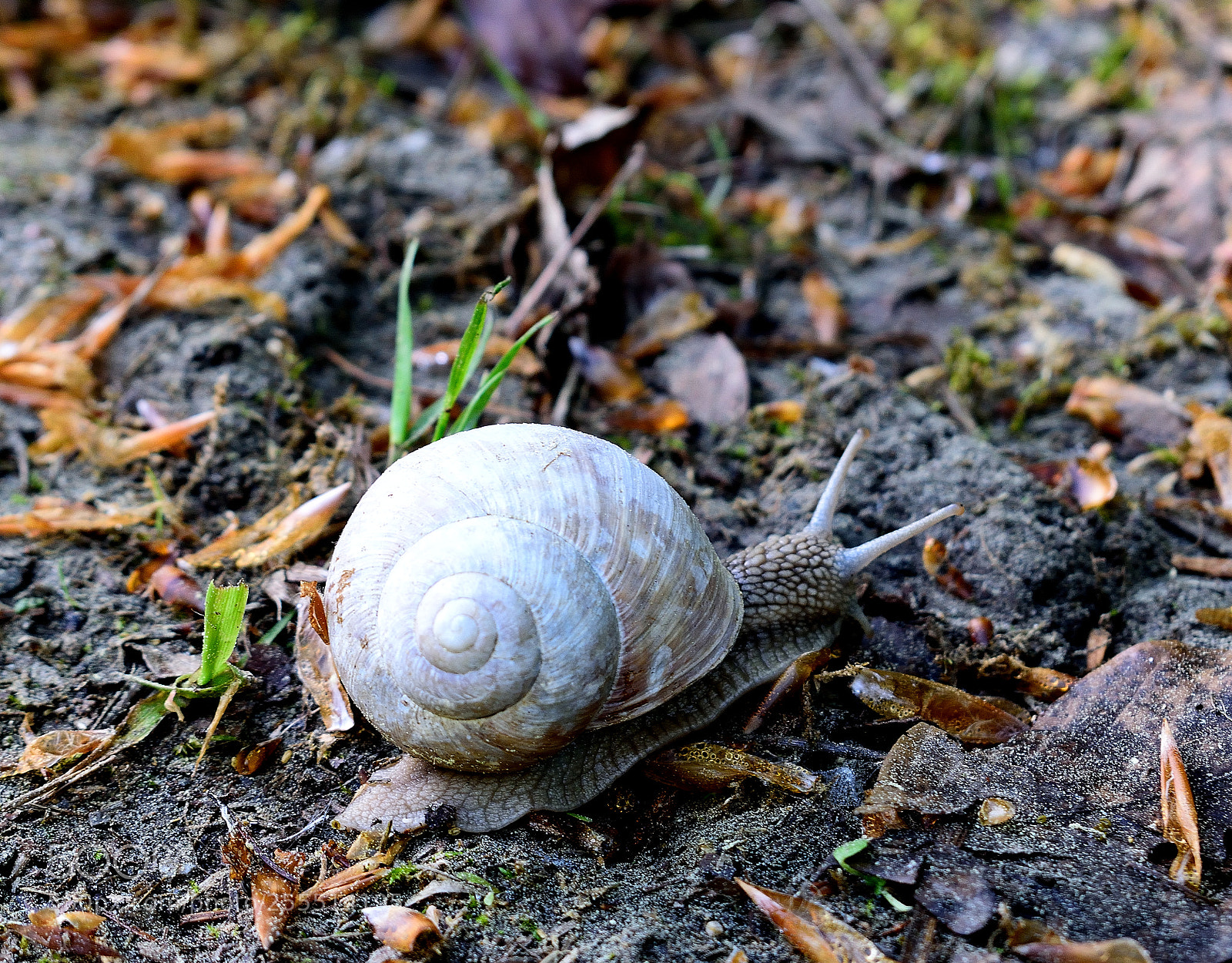 Nikon D3300 sample photo. Schnecke photography