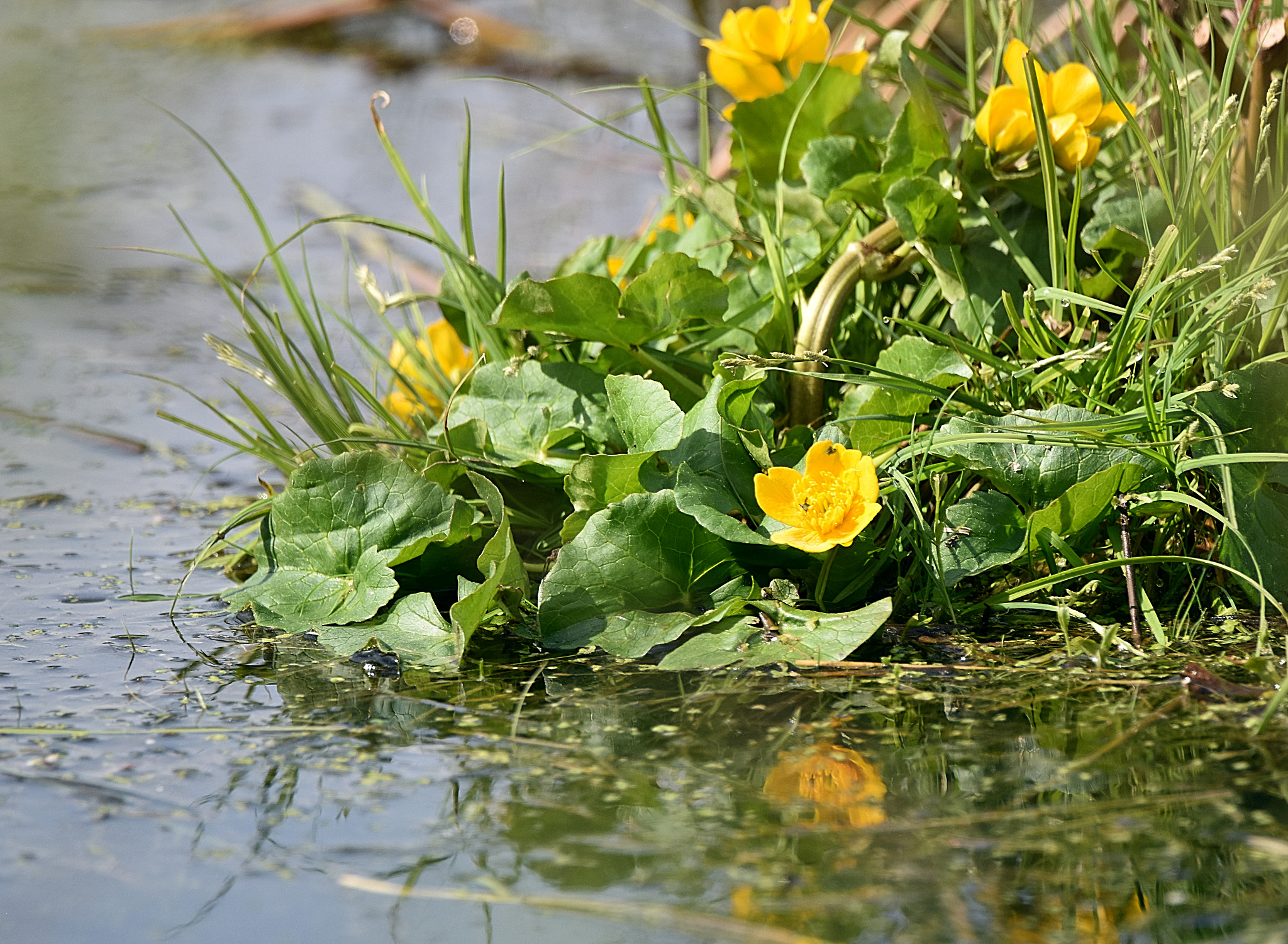 Sigma 150-600mm F5-6.3 DG OS HSM | C sample photo. Sumpfdotterblume photography