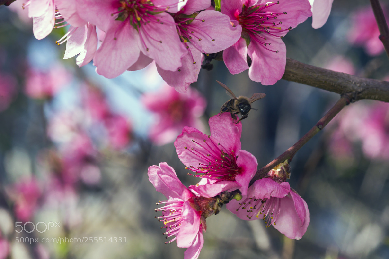 Sony a6000 sample photo. Fragile 16 photography