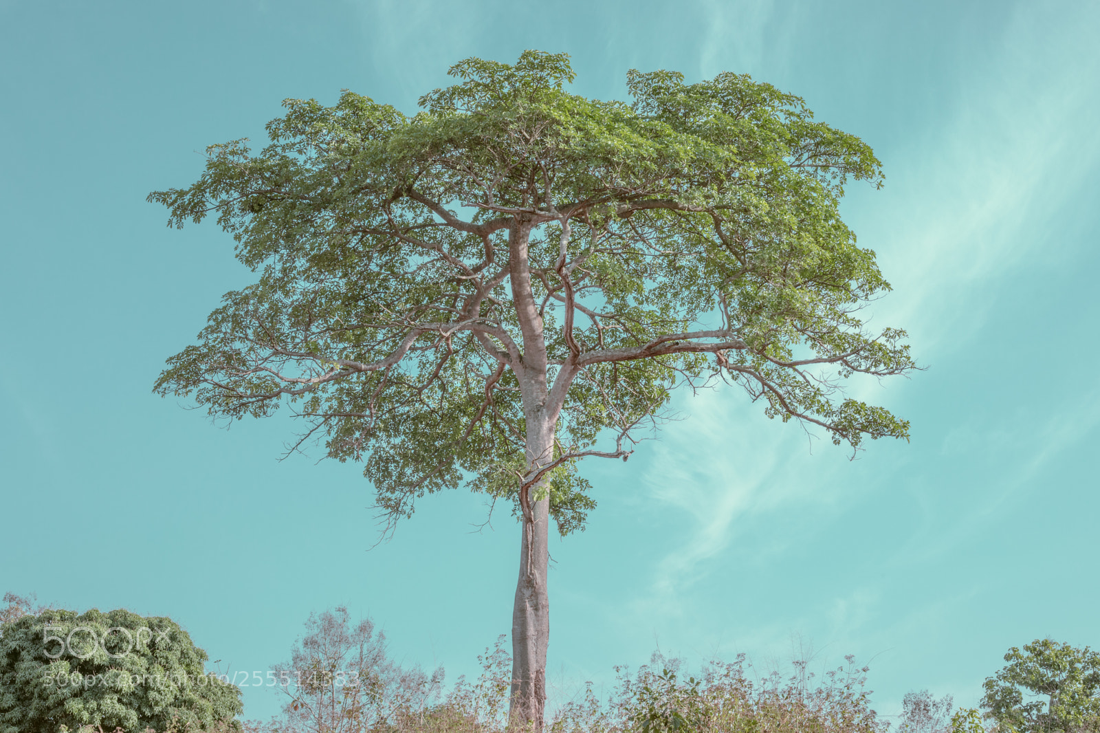 Canon EOS 5D Mark IV sample photo. Ghana blue tree oil photography