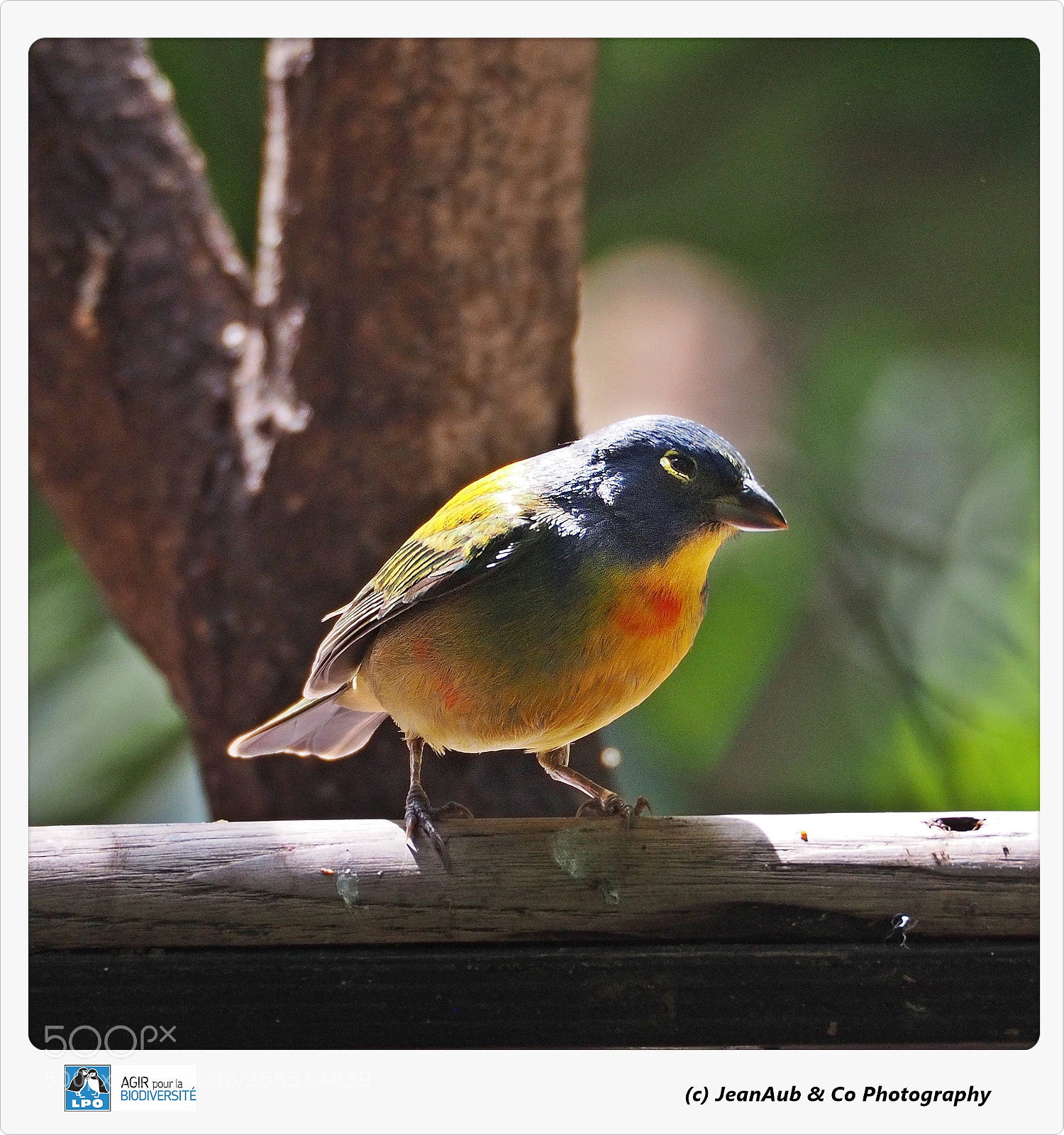 Olympus OM-D E-M5 II sample photo. Painted bunting photography