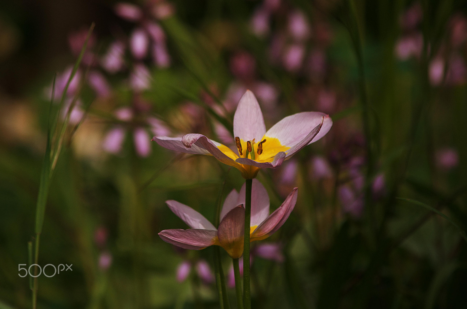 Nikon D5100 sample photo. Tulips photography