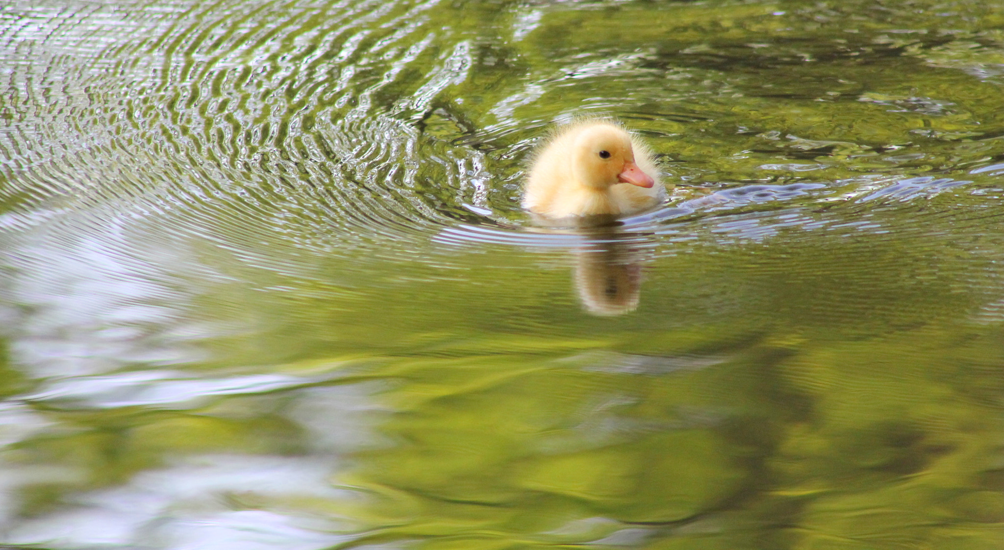 Canon EF 75-300mm f/4-5.6 sample photo. Duckling photography