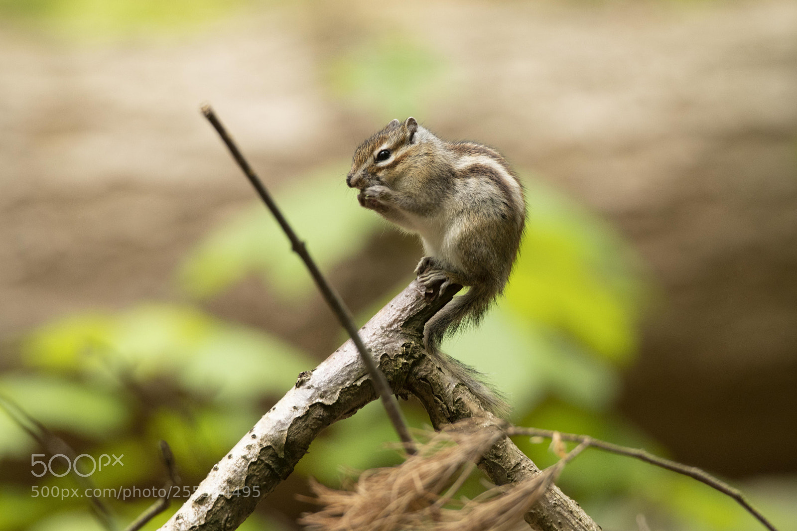 Nikon D500 sample photo. Siberische eekhoorn photography