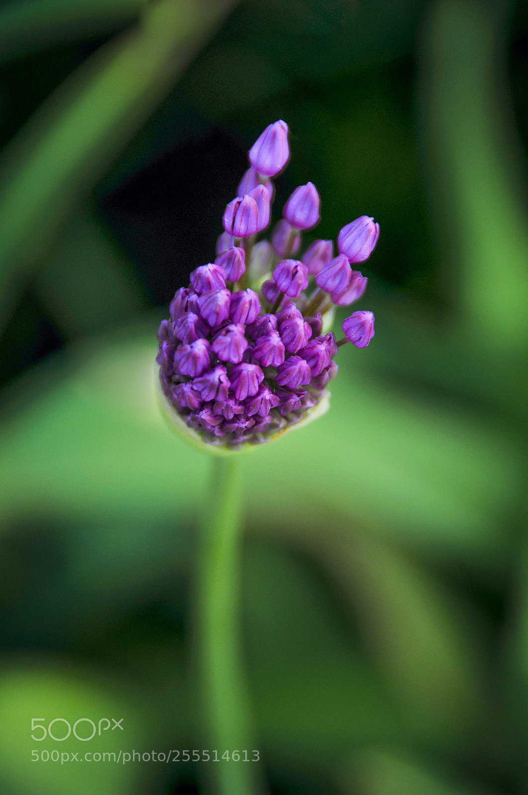 Nikon D300S sample photo. Allium gladiator photography