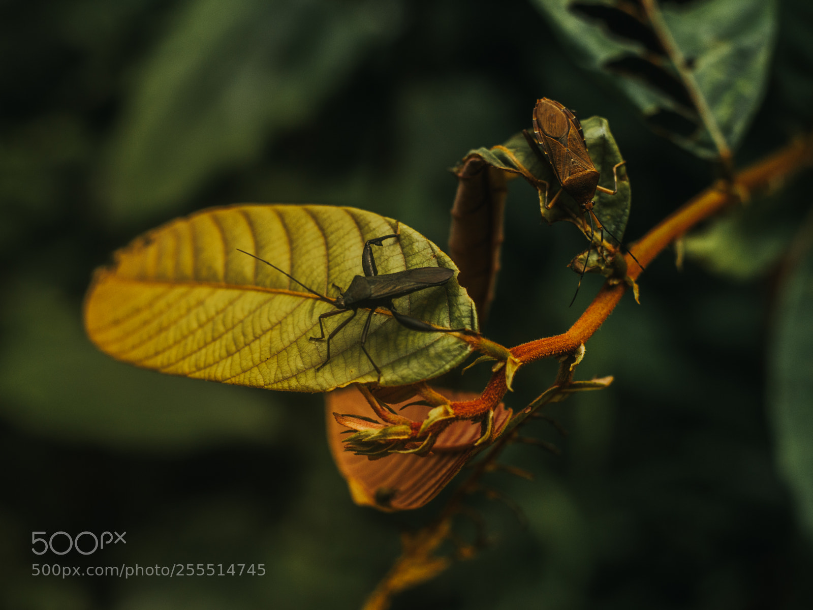 Canon EOS 5D Mark IV sample photo. Ghanabugs photography