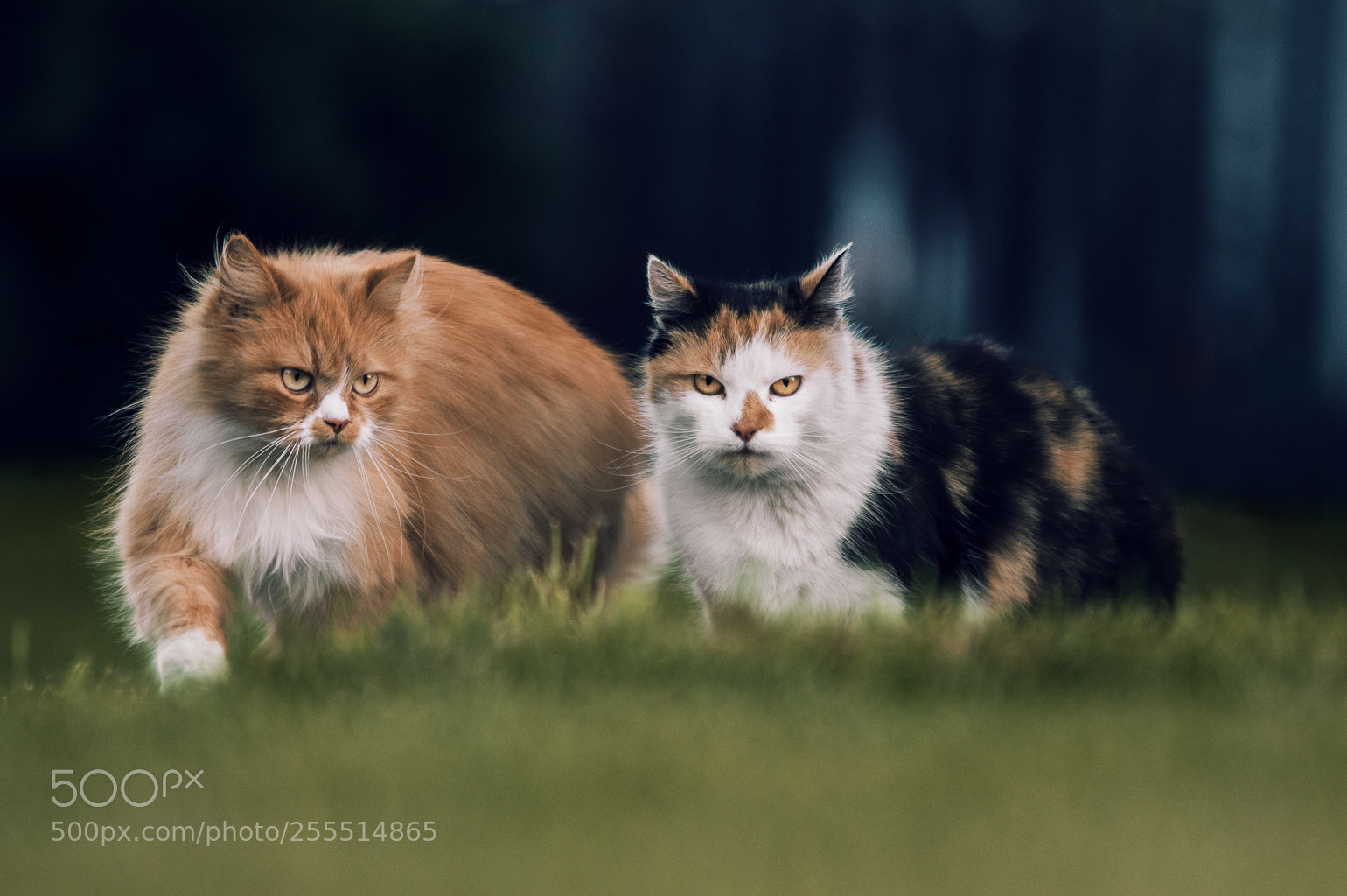 Pentax K-3 II sample photo. Cats photography