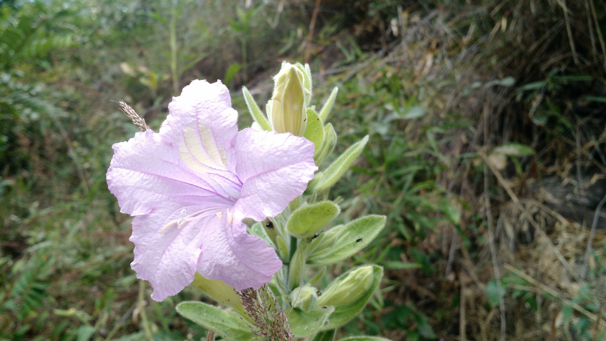 Motorola Moto X (2nd Gen) sample photo