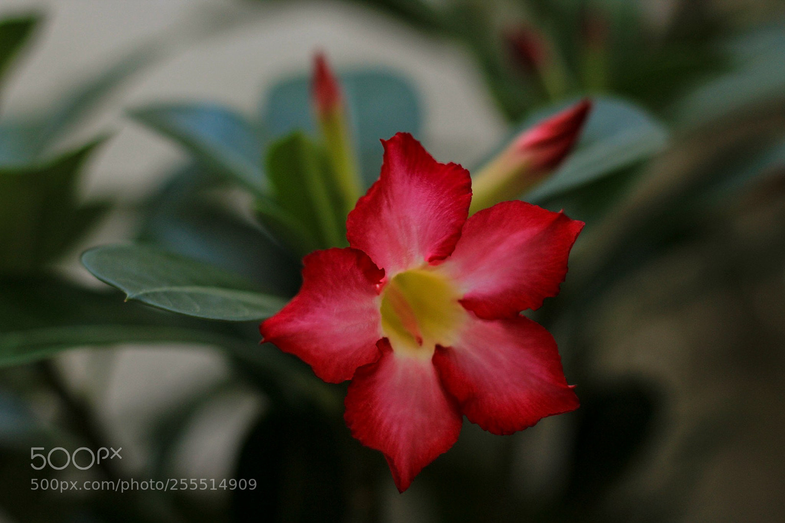 Canon EOS 1200D (EOS Rebel T5 / EOS Kiss X70 / EOS Hi) sample photo. Flor do deserto photography