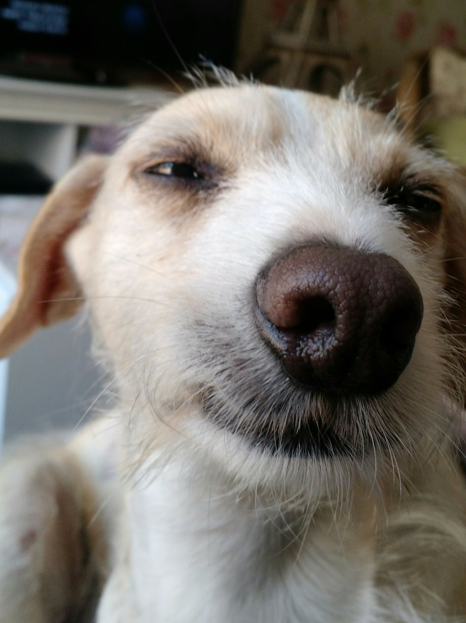 Motorola Moto X (2nd Gen) sample photo. Dog funny photography