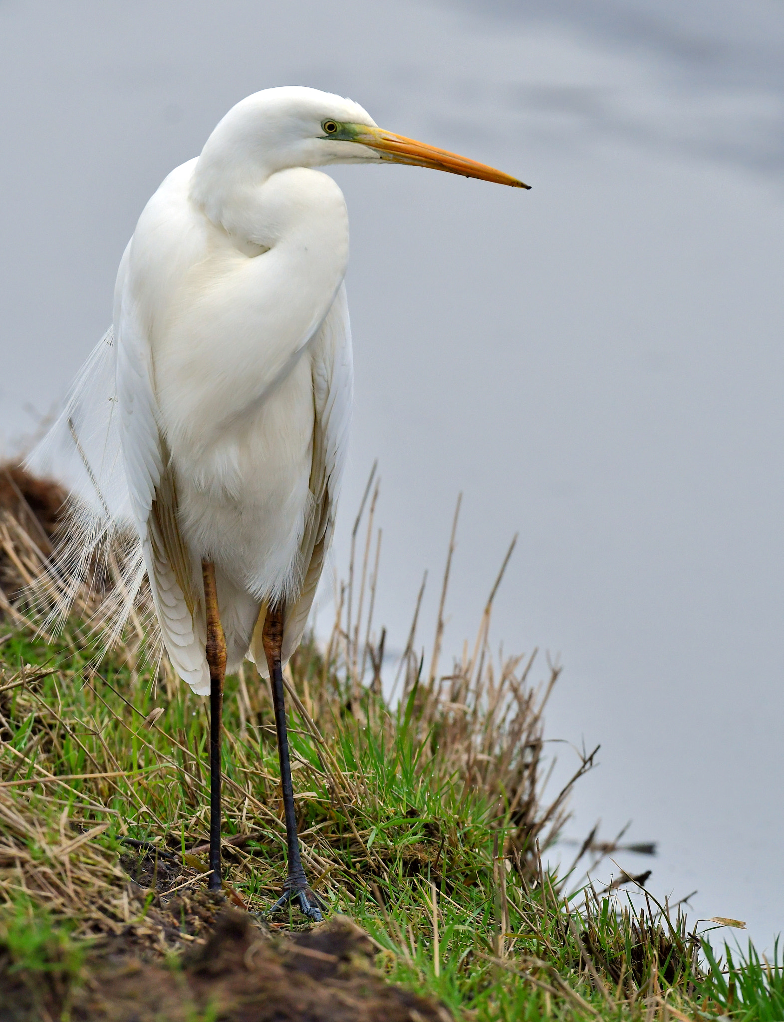 Nikon AF-S Nikkor 500mm F4G ED VR sample photo. Grote zilverreiger photography