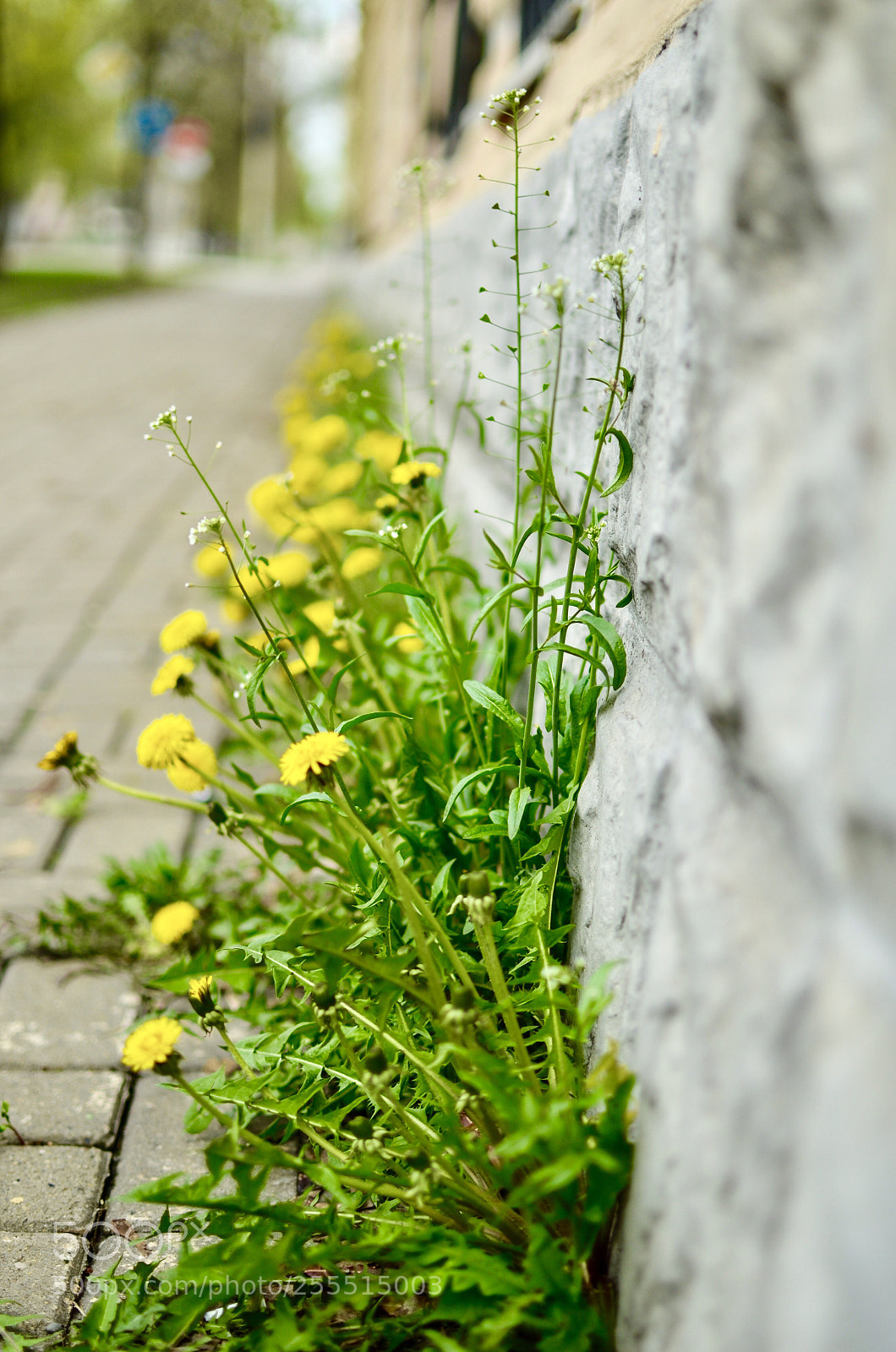 Nikon D5100 sample photo. Dandelions photography