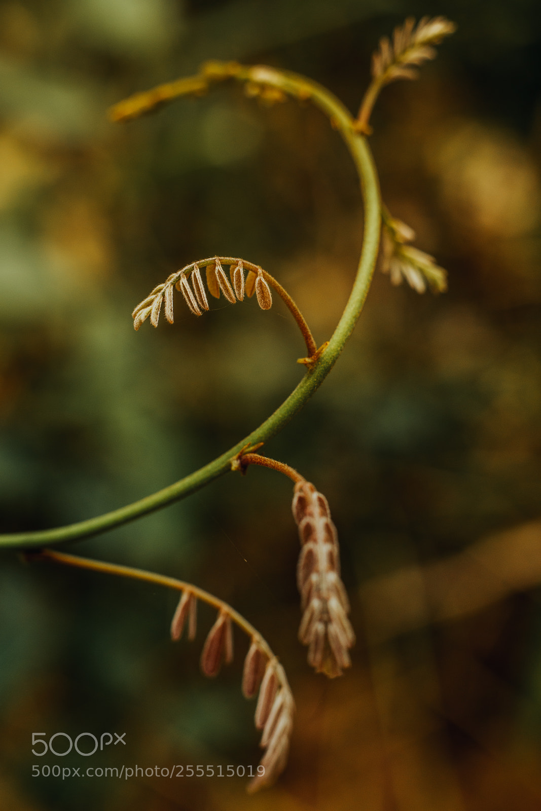 Canon EOS 5D Mark IV sample photo. Ghanaplant photography