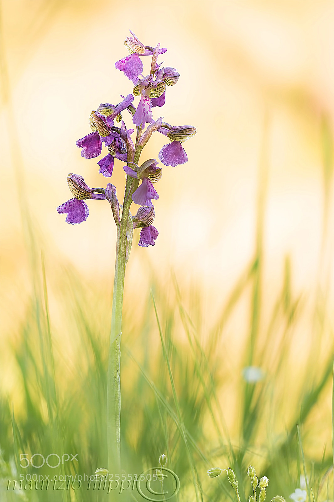 Canon EOS 70D sample photo. Orchidea spontanea photography