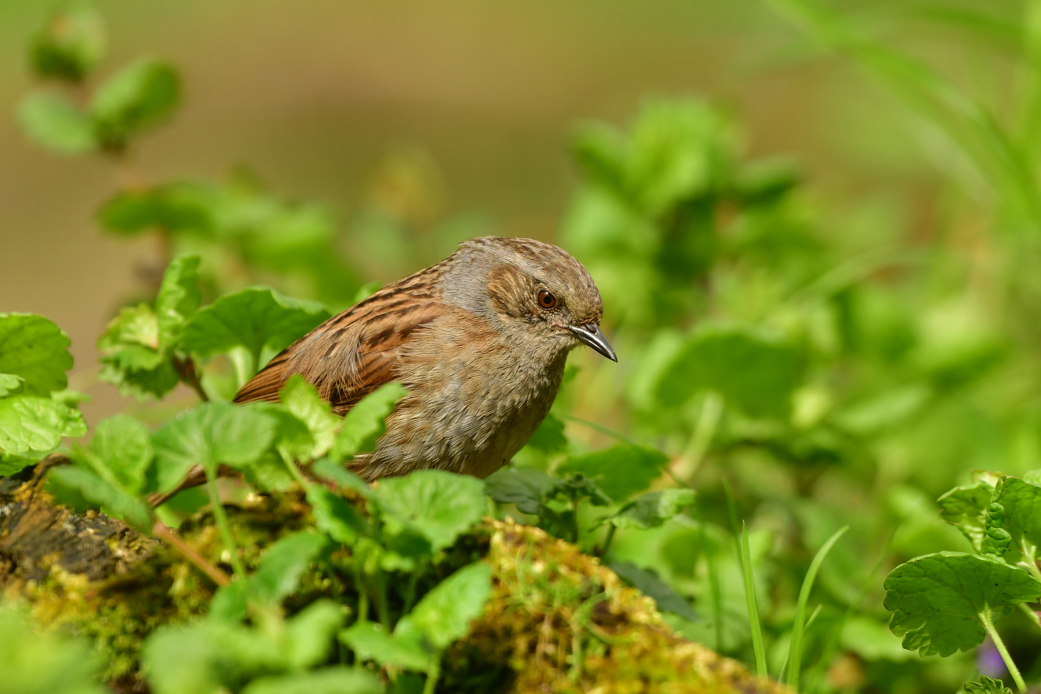 Nikon AF-S Nikkor 500mm F4G ED VR sample photo. Heggenmus photography