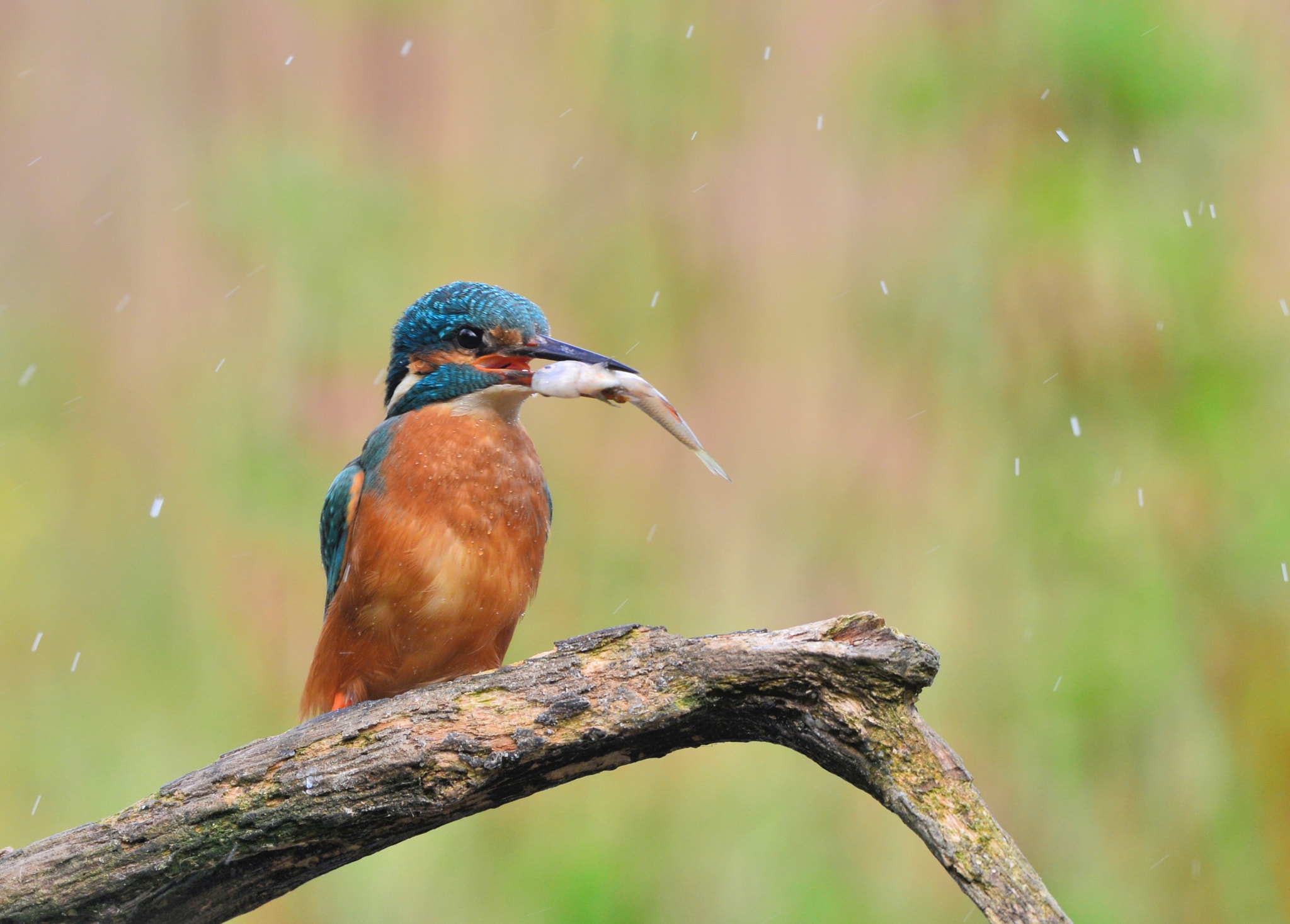 Nikon D600 + Nikon AF-S Nikkor 500mm F4G ED VR sample photo. Ijsvogel photography