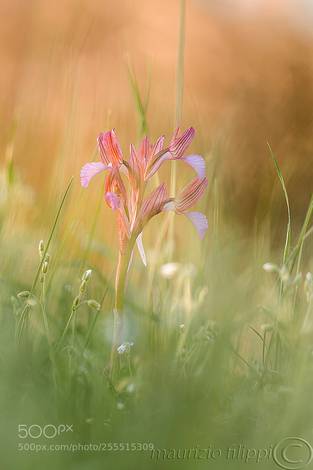 Canon EOS 70D sample photo. Orchidea spontanea photography