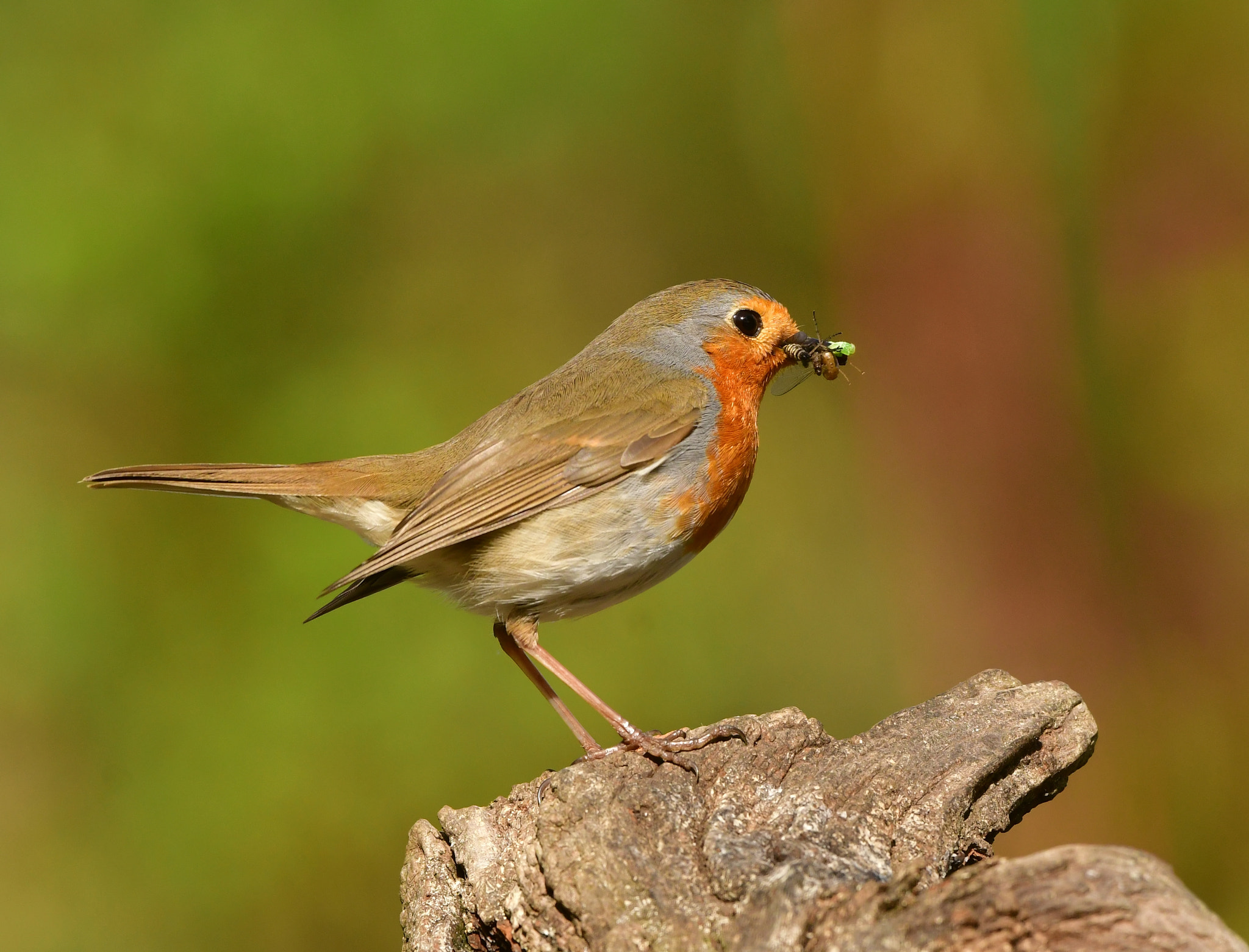 Nikon AF-S Nikkor 500mm F4G ED VR sample photo. Roodborst photography