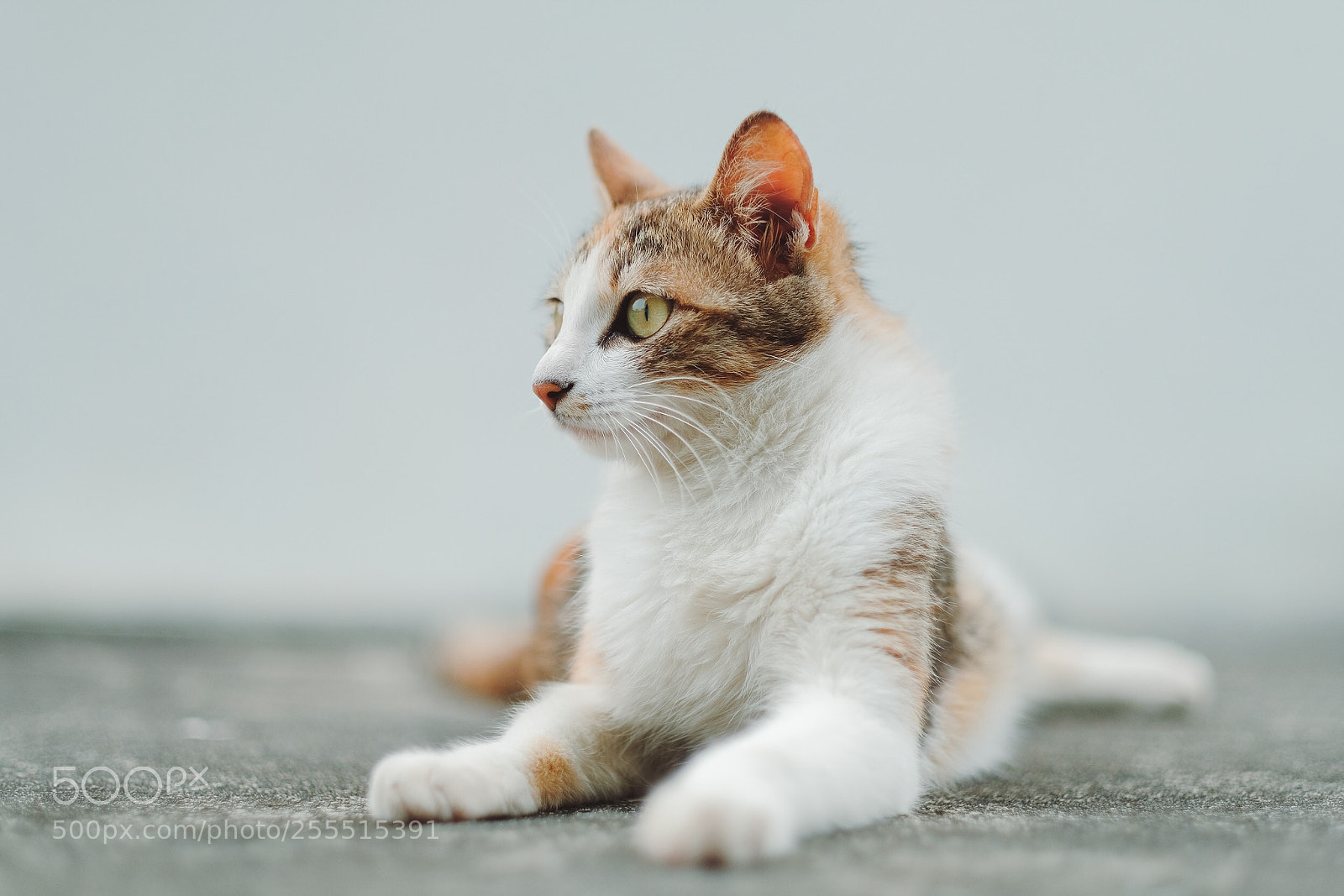 Fujifilm X-T2 sample photo. Untitled photography