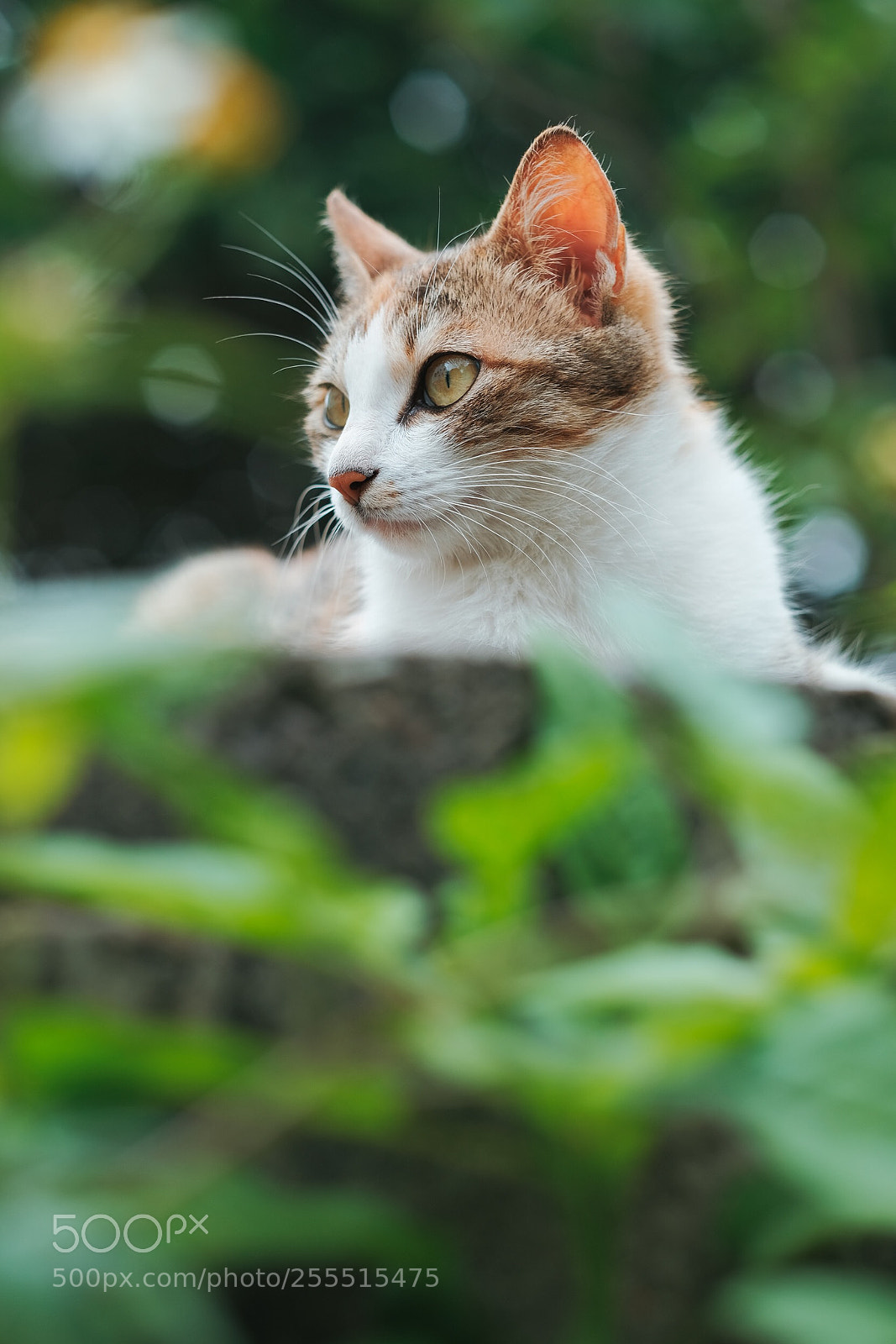 Fujifilm X-T2 sample photo. Untitled photography