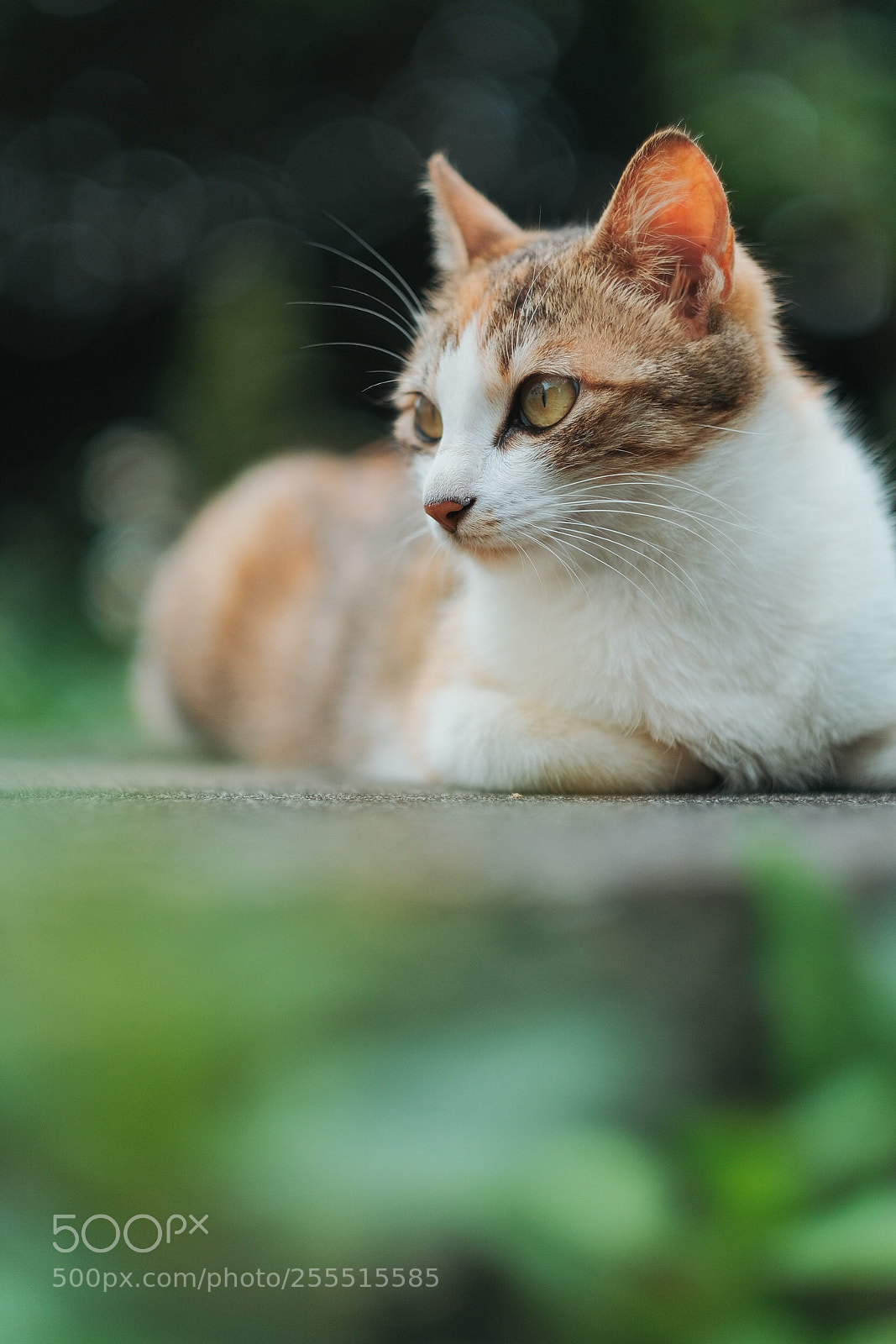 Fujifilm X-T2 sample photo. Untitled photography