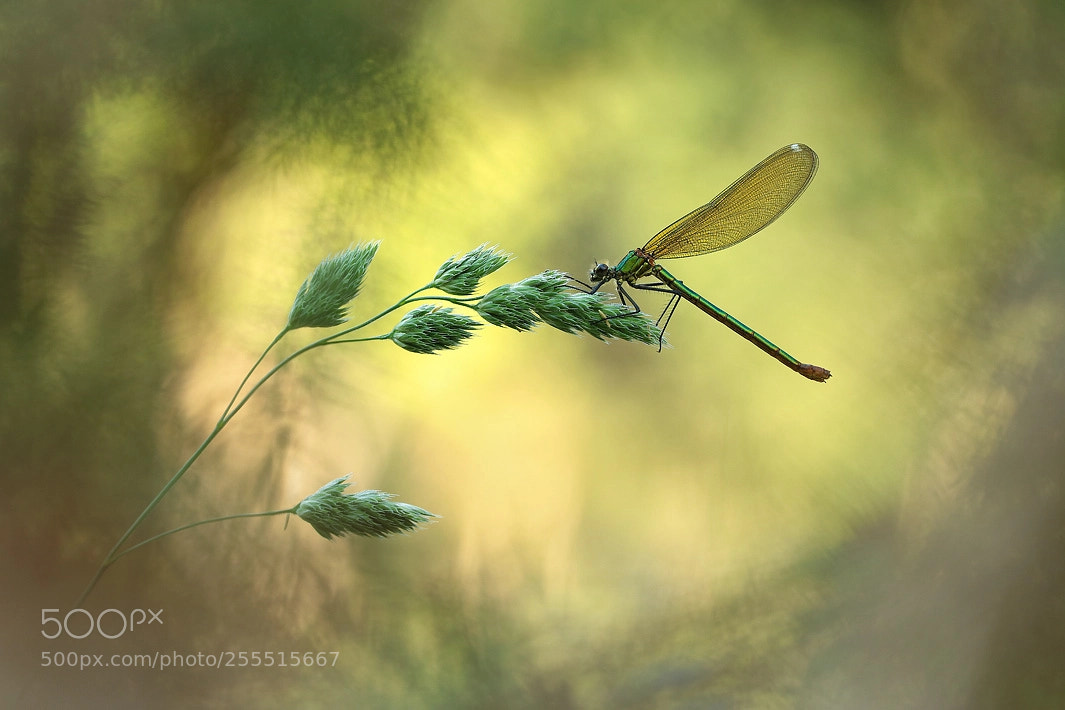 Canon EOS 750D (EOS Rebel T6i / EOS Kiss X8i) sample photo. Calopteryx photography