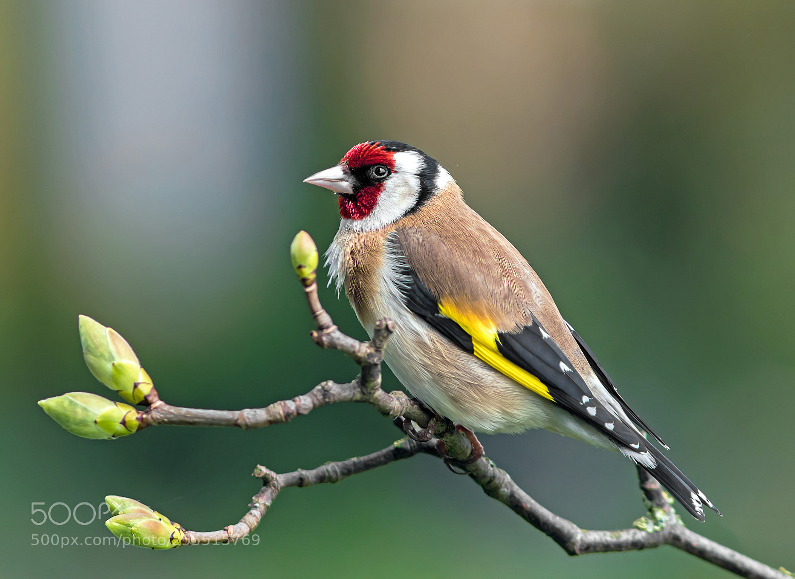 Canon EOS 7D Mark II sample photo. The goldfinch photography