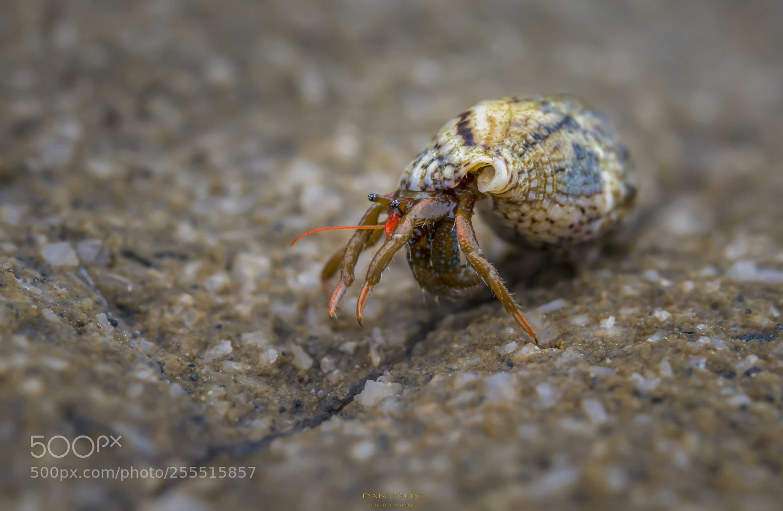 Nikon D850 sample photo. Microcosmos photography