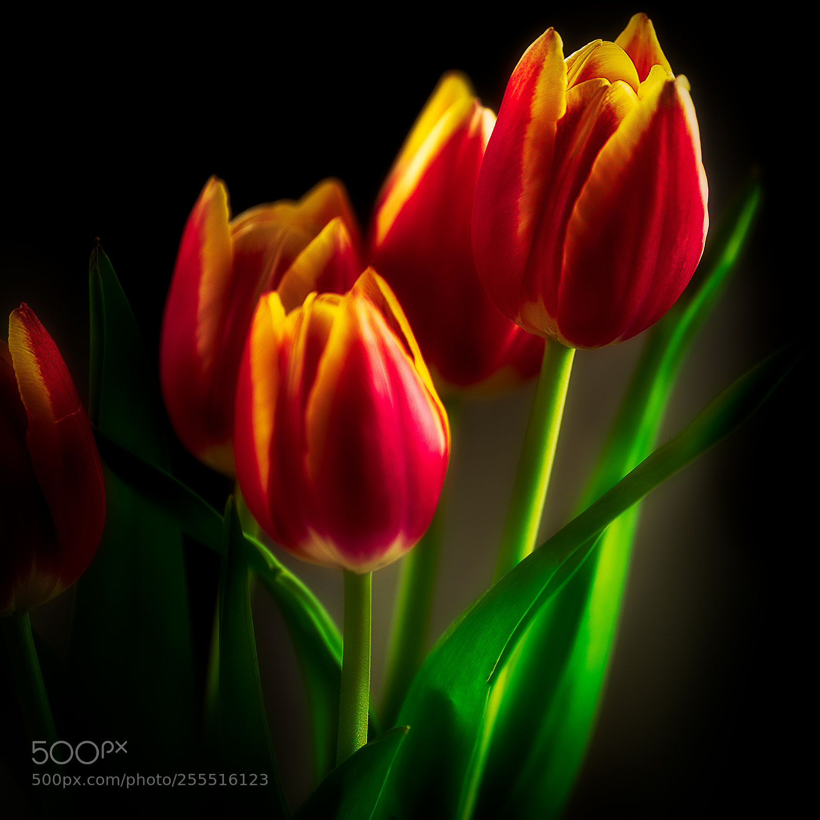 Sony a7R II sample photo. Dutch tulips photography